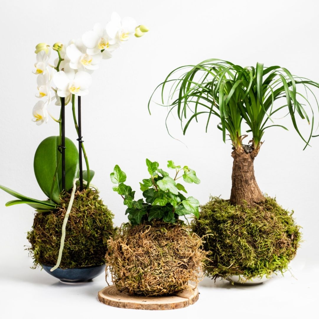 LES KOKEDAMAS: EL BONSAI DELS POBRES