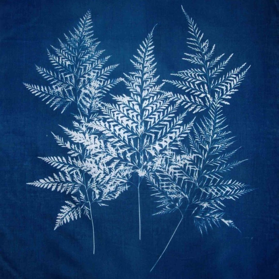 CIANOT�PIA BOT�NICA AMB TELA