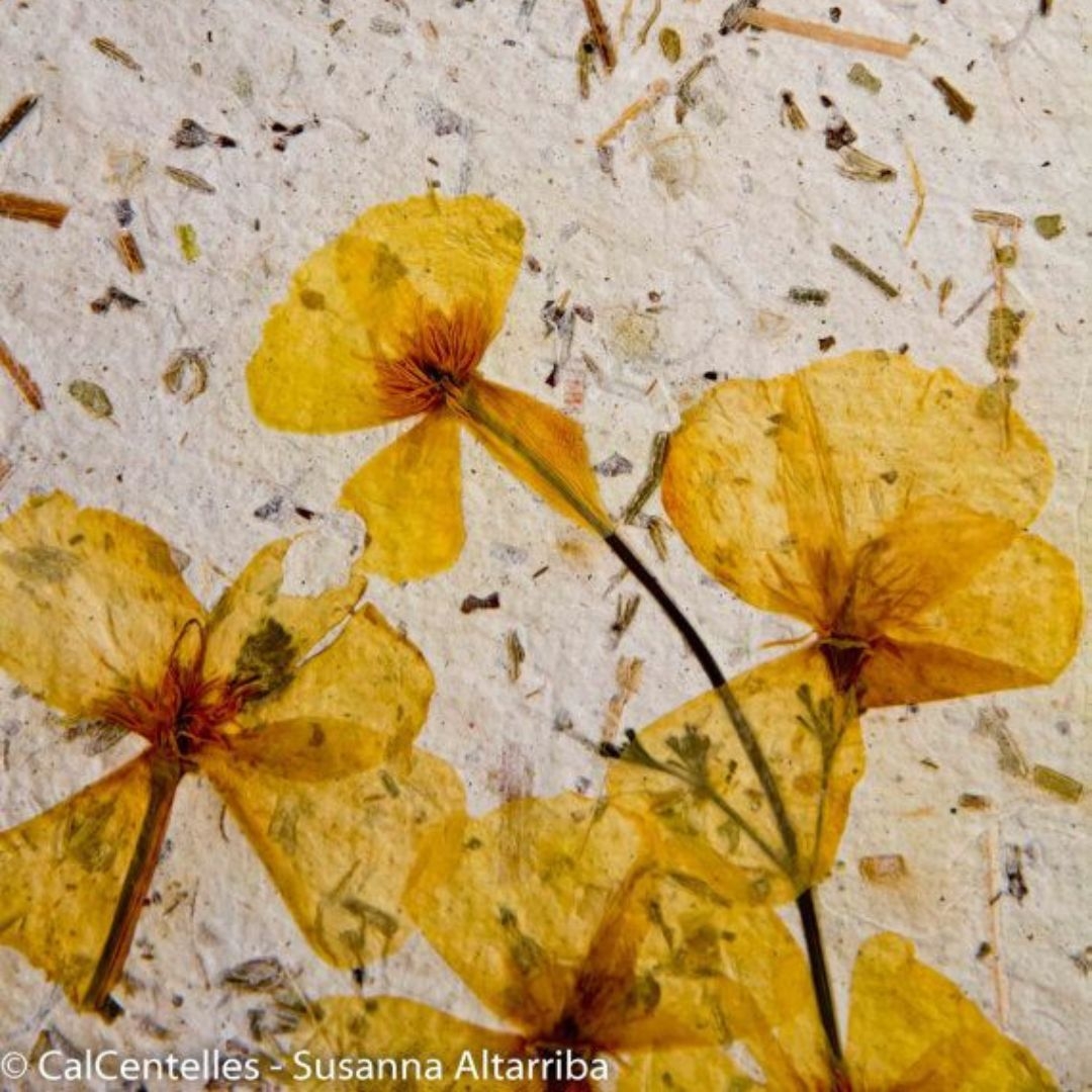 CREACI� DE PAPER RECICLAT AMB FLORS