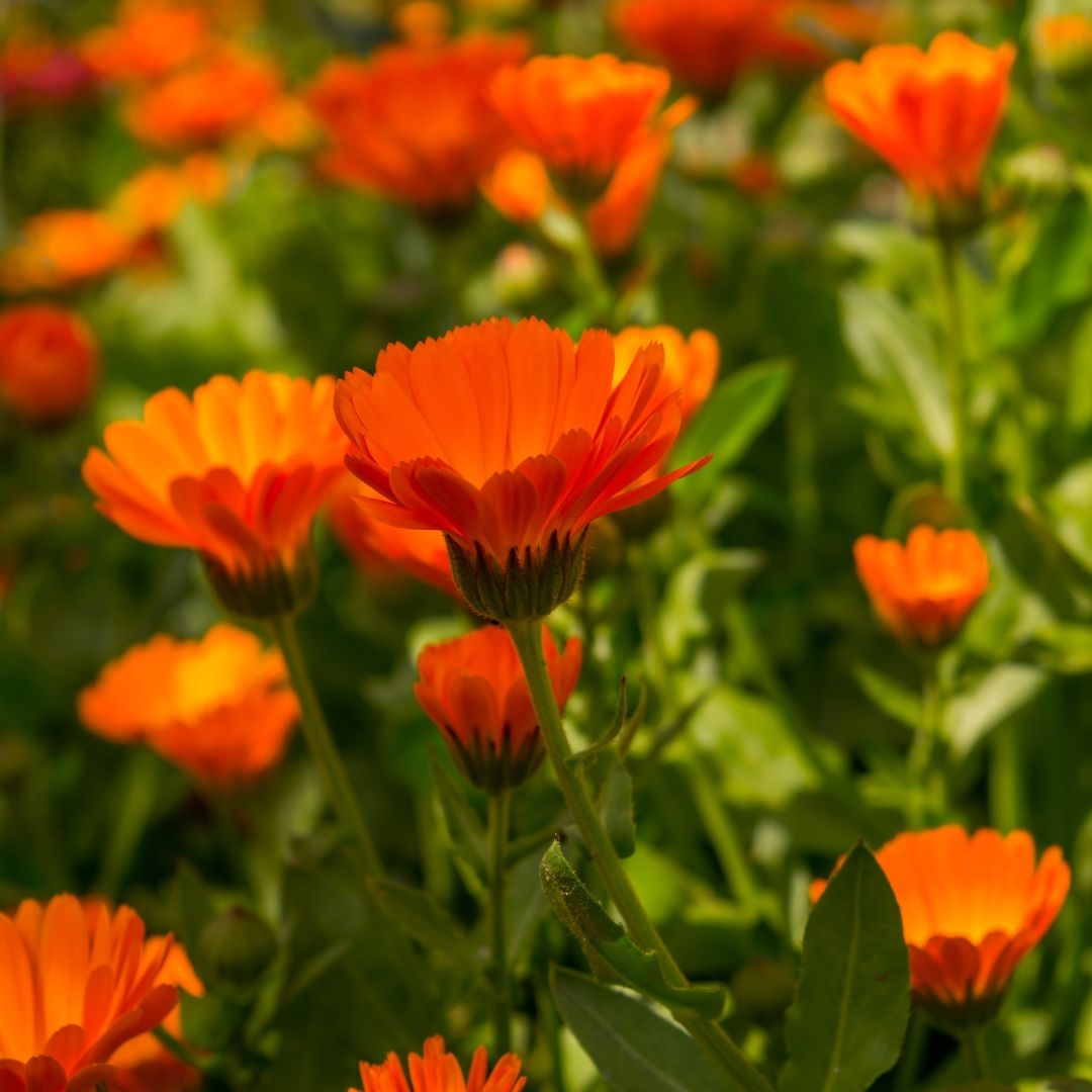 PASSEJADA D'IDENTIFICACI� BOT�NICA