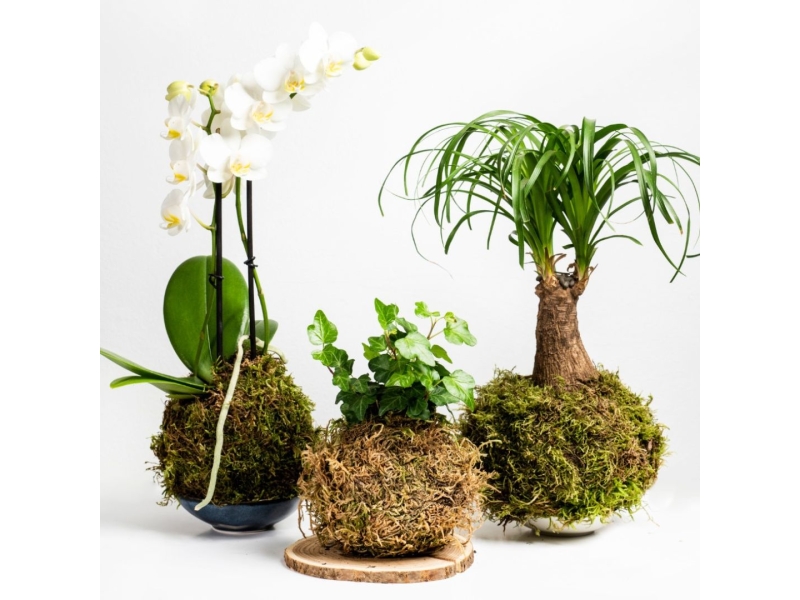 LES KOKEDAMAS: EL BONSAI DELS POBRES