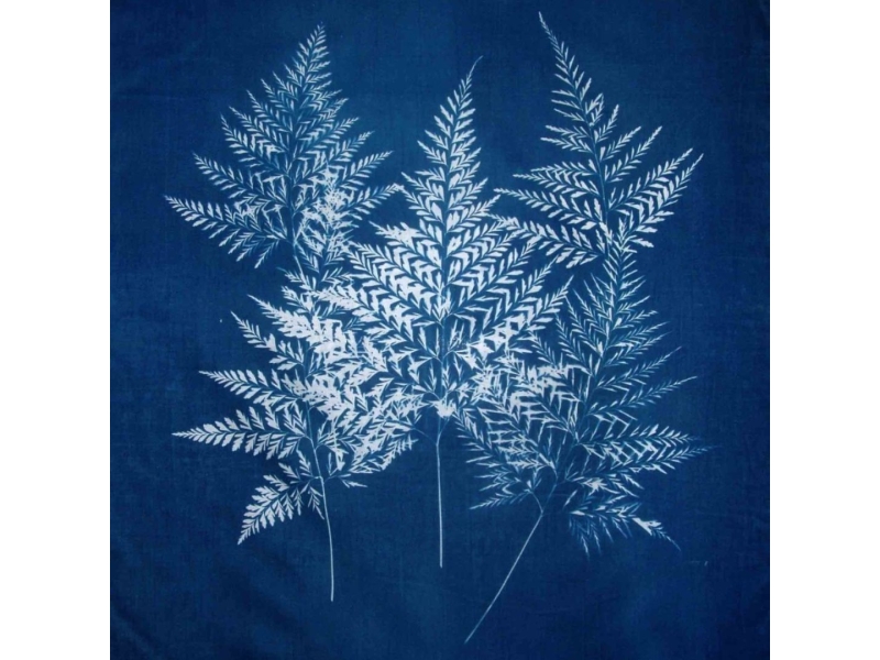 CIANOTÍPIA BOTÀNICA AMB TELA