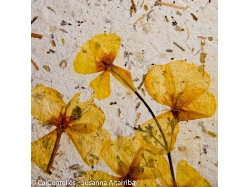 CREACIÓ DE PAPER RECICLAT AMB FLORS