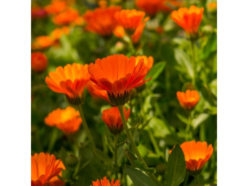 PASSEJADA D'IDENTIFICACIÓ BOTÀNICA